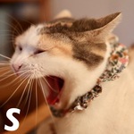 猫首輪《S》リバティ エミリアズブルーム オレンジ＆ピンク