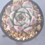 チワワエンシス＊多肉植物