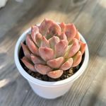 エゲリア　多肉植物
