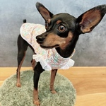 オーダー犬服 リバティ ミッシェル フリルレースタンクトップ 