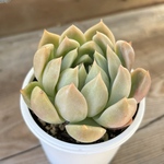 レッドエボニー×プロリフィカ　多肉植物