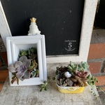 当店22thアニバーサリーセール！多肉植物寄せ植えおトク2個セット　B