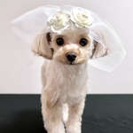 【犬服】犬ベール　リングドッグ　犬アクセサリー　JDバレッタ　犬ヘッドドレス　犬お誕生日　犬記念日　　