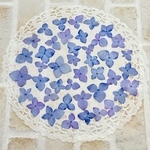 【SALE】あじさい 押し花 ブルー系