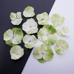 紫陽花 グリーンティ のドライフラワー 