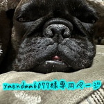 ymendmm6077様専用ページ＊ハンドメイド＊フレンチブルドッグ　ひえひえタンク　