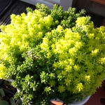 多肉植物  セダム詰め詰めパック