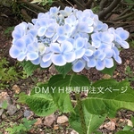DMYH様専用注文ページ・W65cm・シャビー背板・D30cm・H 47cm＊背板ぺたんと倒せる仕様(白)わんちゃん撮影用折り畳みベンチ