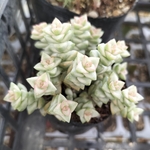 多肉植物　パステル