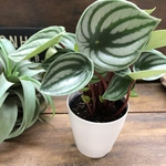 スイカぺぺ♡サンデルシー♡ぺぺロミア♡観葉植物♡