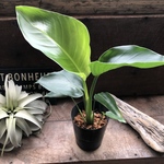 オーガスタ♡4号♡観葉植物♡ストレチア♡極楽鳥花