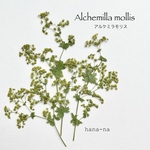 🌿Herb  アルケミラモリス　＊ 押し花