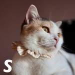 《ザビエルS》ストライプ マスタード