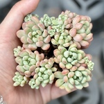 パールビーン萌豆　大群生根付き　エケベリア　韓国苗　多肉植物