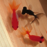 樹脂金魚 3Dまめ金工魚 「祭/maturi」こだわりの純日本製 岐阜県 東濃桧 3D金魚アート プレゼント
