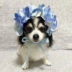 紫陽花 花冠 青×水色ミックス ② ♡ 紫陽花アフロ カチューシャ ヘッドドレス 犬 猫 ペット 帽子 アジサイ かぶりもの 被り物 ブルー 誕生日 うちの子記念日 花 冠 バースデー