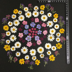 押し花  特別オーダー品 NO.295