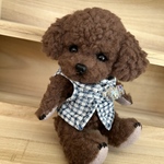 ハンドメイド　ベストを着たテディベア風トイプードル犬🐕ワンコぬいぐるみ　F86