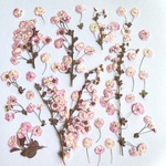 シジミバナの押し花　ピンク#2 💐