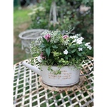 .・☀︎Happy Summer Gardening☀︎・.ジョーロ型ポットに夏の寄せ植え