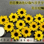 向日葵みたいなヘリクリサム ミニ12輪