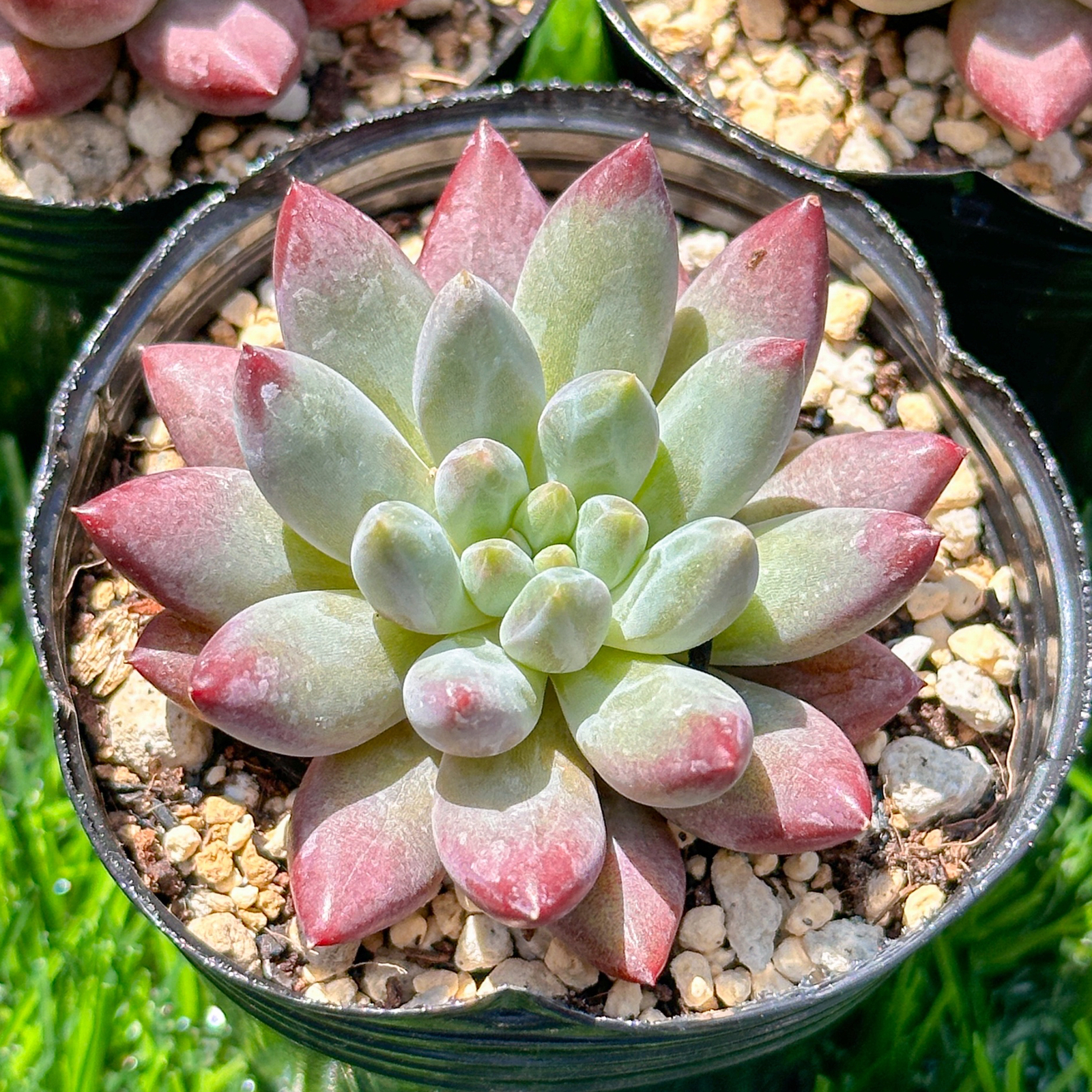 大人気 多肉植物 エケベリア 金魚姫 超美苗 レア種 - 木水園 | minne