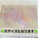 虹色パステルグラデーションミニスケルトンリーフ大小分け❣️ハンドメイド花材カラードライフラワー