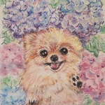 《パステル画》紫陽花とポメラニアン