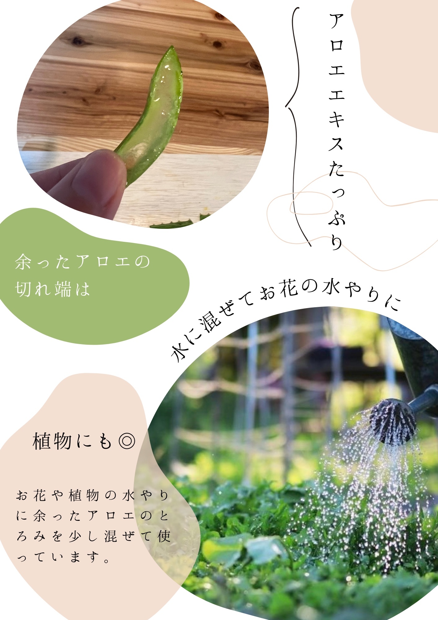 新鮮☆食用 アロエベラ 2株 アロエ苗 食べれるアロエ - DOYUJAPAN 