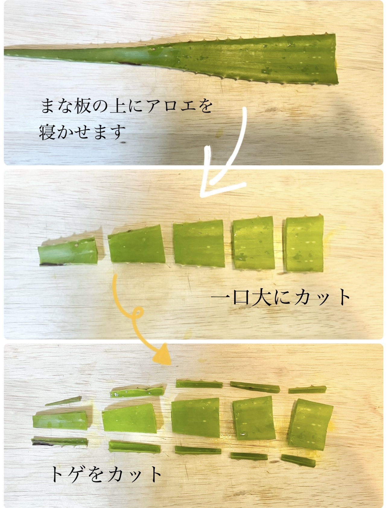 新鮮☆食用 アロエベラ 2株 アロエ苗 食べれるアロエ - DOYUJAPAN 