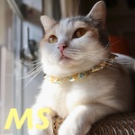 猫首輪《MS》リバティ ティリー イエロー