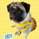 ♡接触冷感犬服オーダー★ずり落ち防止マッチョタンクメッシュトップブヒナルド♪マックブヒ中型犬小型犬フレブル服パグ服フレンチブルドッグ中型犬小型犬ボストンテリア
