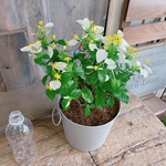 大人気♡【ハンカチの花！コンロンカ 】毎年楽しめる植物♡薄グレー系ナチュラルブリキ鉢