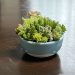 多肉植物 寄せ植え そのまま飾れる🐳水色クジラ