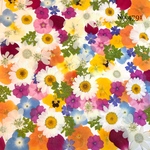 ♡new♡作家様必見♡押し花MIXセット♡押し花セット
