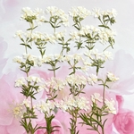 シバザクラの押し花② 💐
