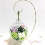 多肉植物テラリウム パープル
