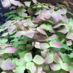 マクロフィラム♡アジアンタム♡ピンク×グリーン♡観葉植物