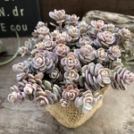 ブルーエルフ♡希少♡セダム♡多肉植物♡