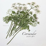 🌿Herb  コリアンダー　＊ 押し花