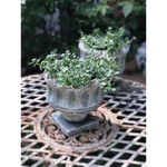 ヘリオトロープ　ブライドパール in Emerald Green Pot