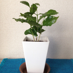 値下げ大特価！送料込み！コーヒーの木 観葉植物
