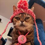 たにゃばたにゃんこ帽子織姫様Ｌサイズ