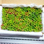多肉植物セダム　虹の玉50カット盛り合わせ【育成説明書】