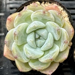 スィックモンロー　エケベリア　多肉植物