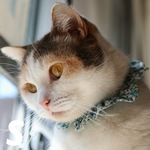 猫用ザビエル首輪《S》リバティ ペタルウィッシュ サックス