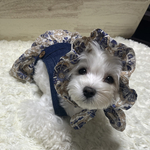 犬の　お洋服とお帽子のセット　あおいこ🤍💙