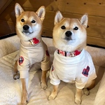 名入れ出来る首輪アクセサリー