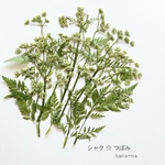 🌿シャク のつぼみ　＊ 押し花
