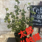 光触媒　人工観葉植物　ウォールグリーン　フェイクグリーン　ベンジャミンバロック@gj